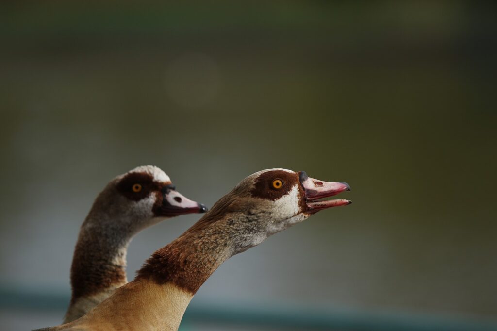 Geese