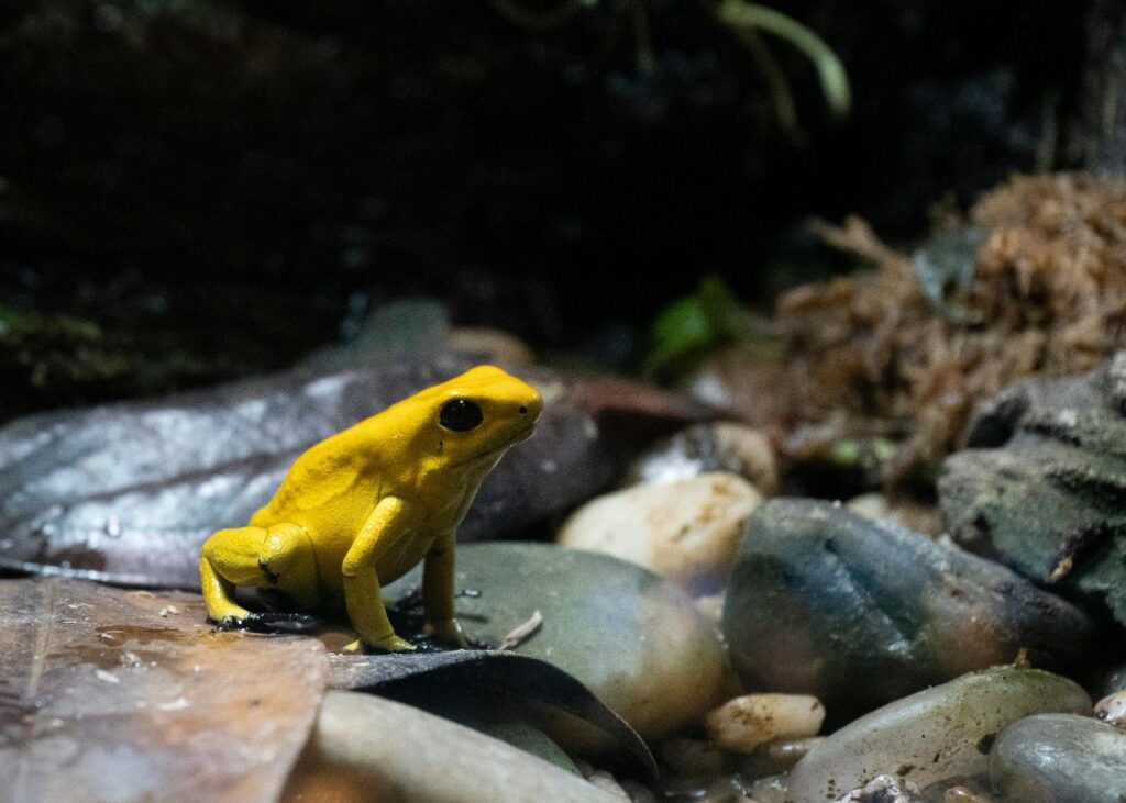 Golden Poison Frog