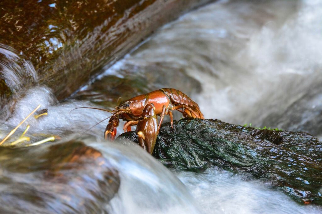 A Freshwater Crayfish