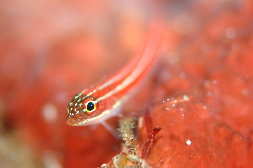 Gobies