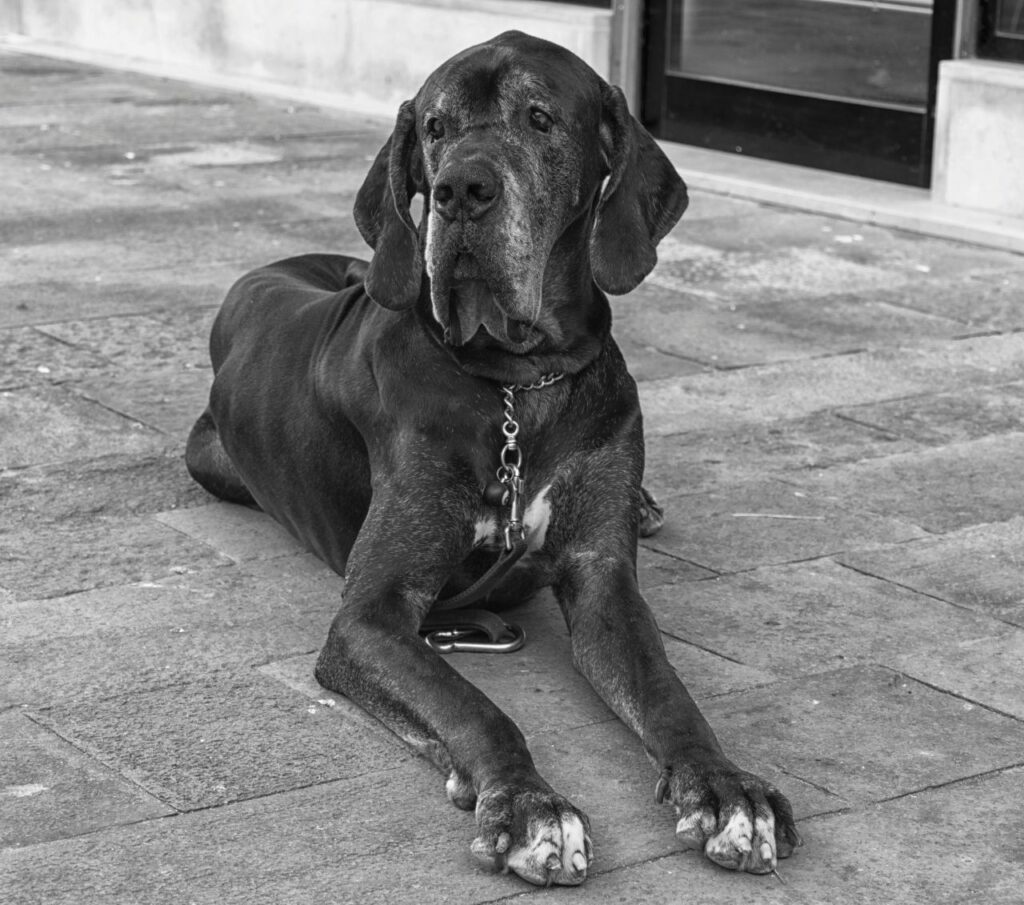 Great Dane 4