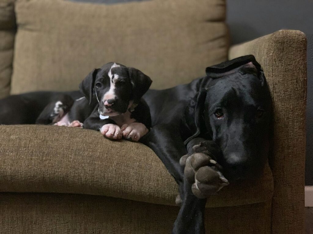 Great Dane 5