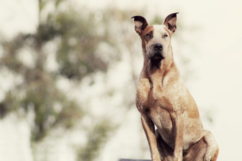Great Dane 7