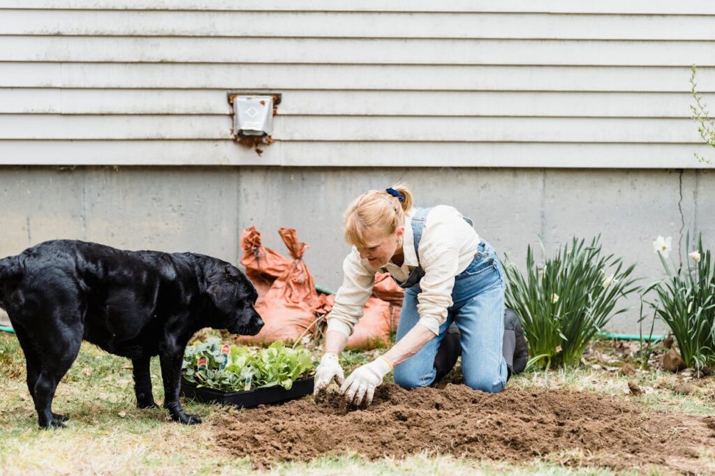 Labrador Retriever assisting gardener in backyard