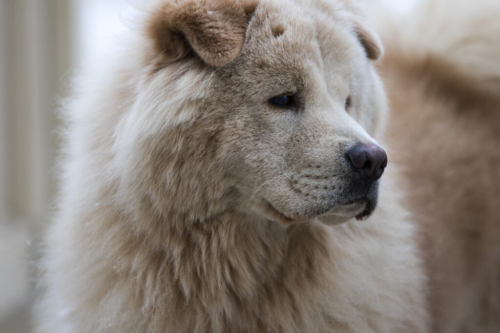 Side profile of fluffy Chow Chow dog