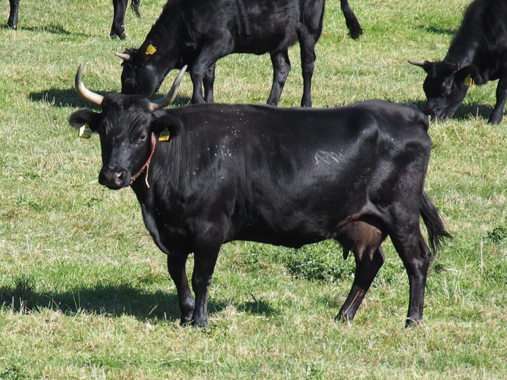 Dexter cattle grazing in a green pasture