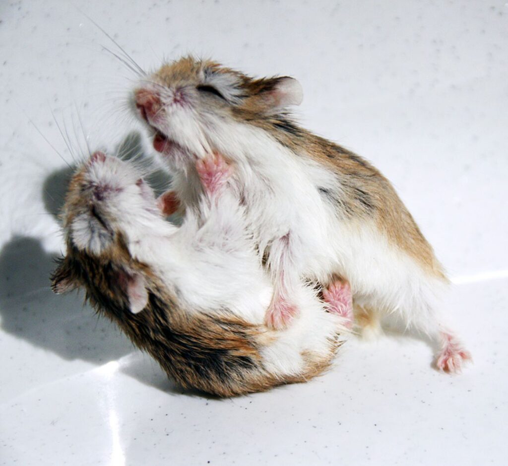 Hamsters fighting