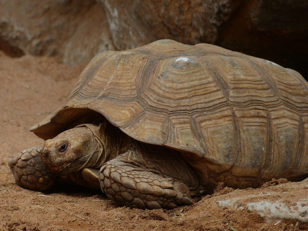 A Sulcata Tortoise