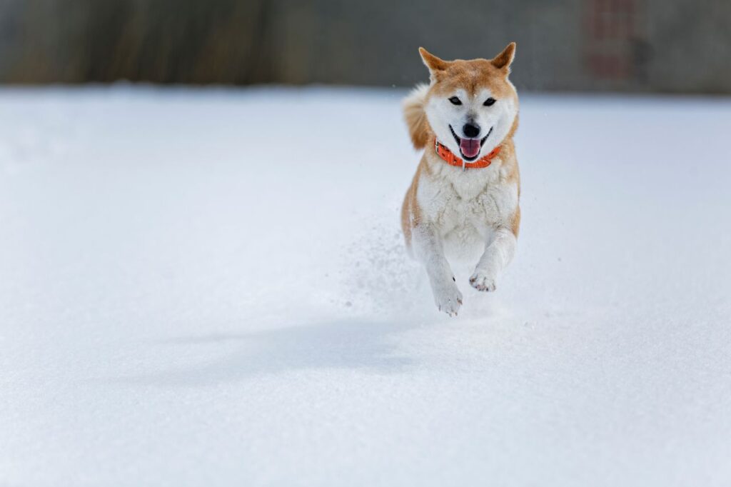 Happy Dog in Snow