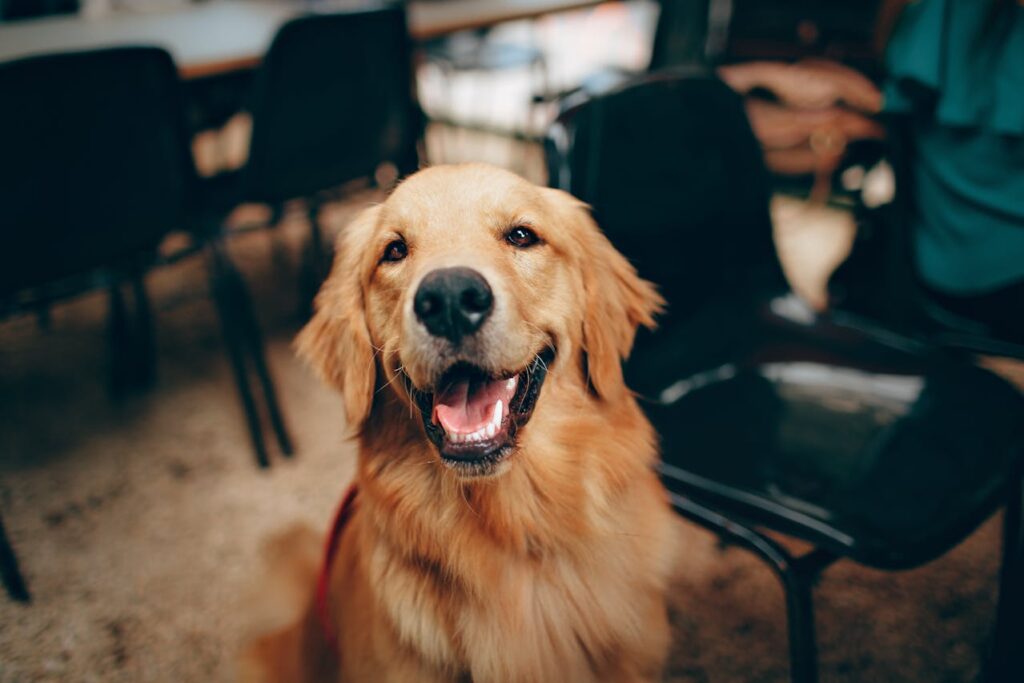Smiling golden retriever indoors, happy expression