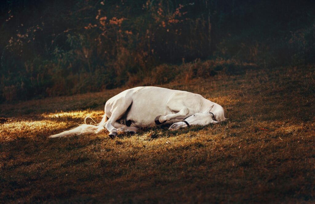 A horse sleeping