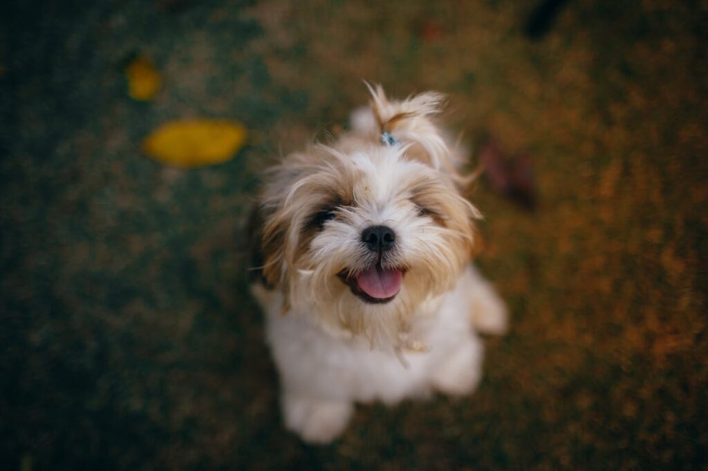 Happy Shih Tzu puppy sitting outside