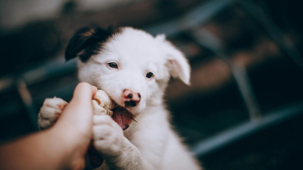 puppy biting