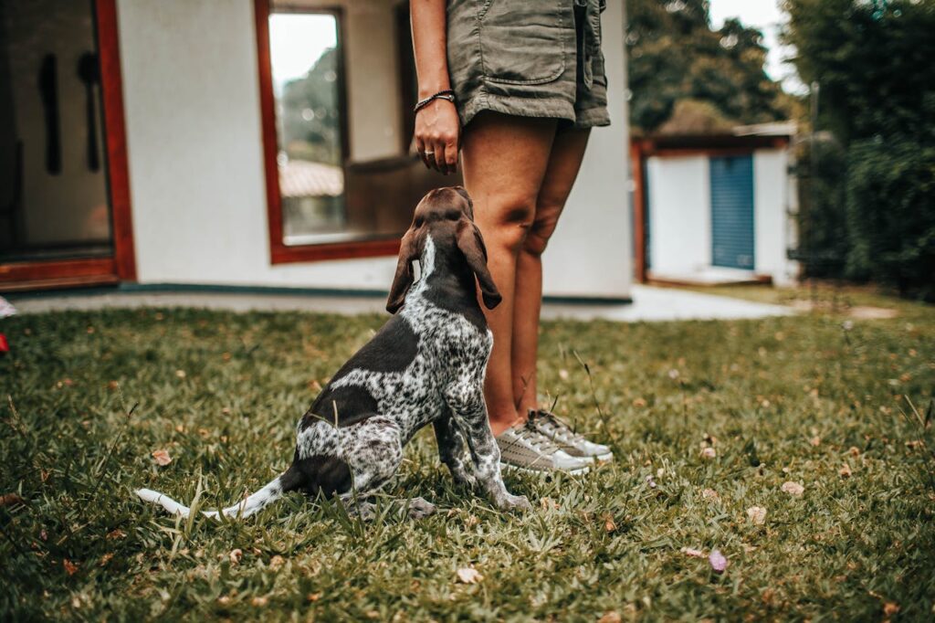 German Shorthaired Pointer puppy sitting on grass looking up at owner
