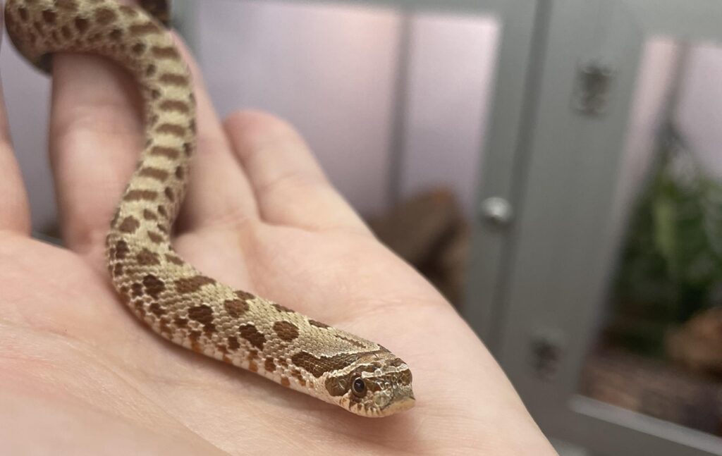 Hognose snake