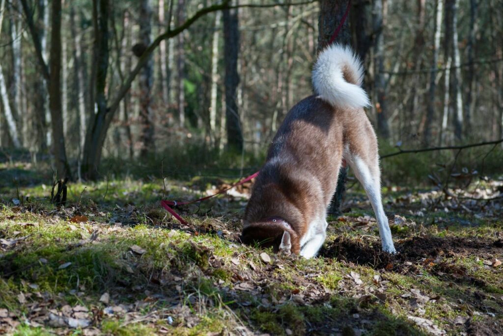 Husky Digging