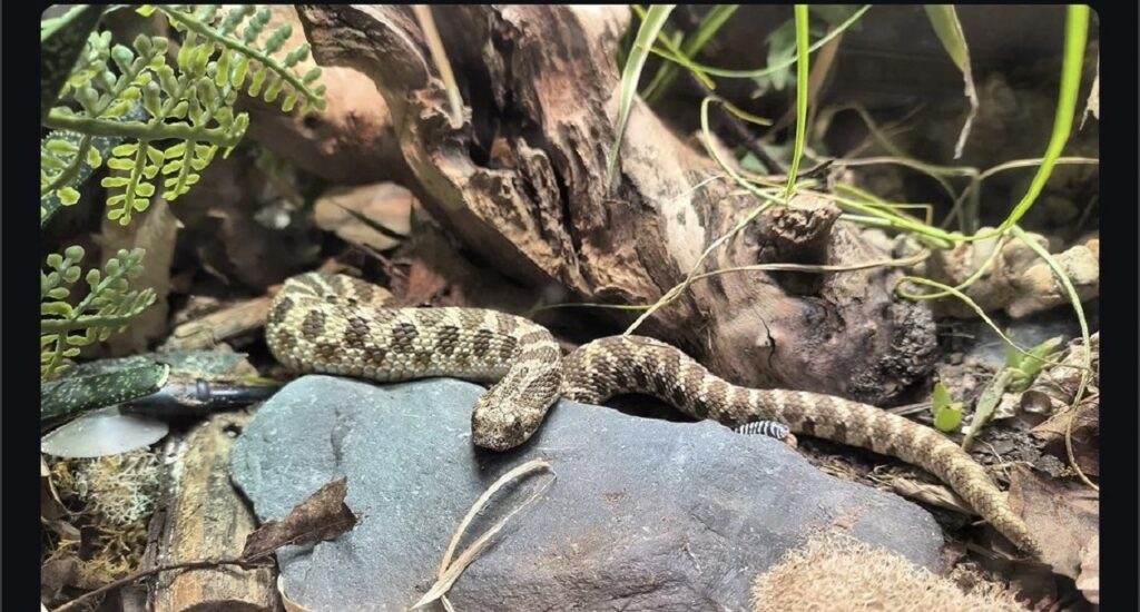 hognose snake