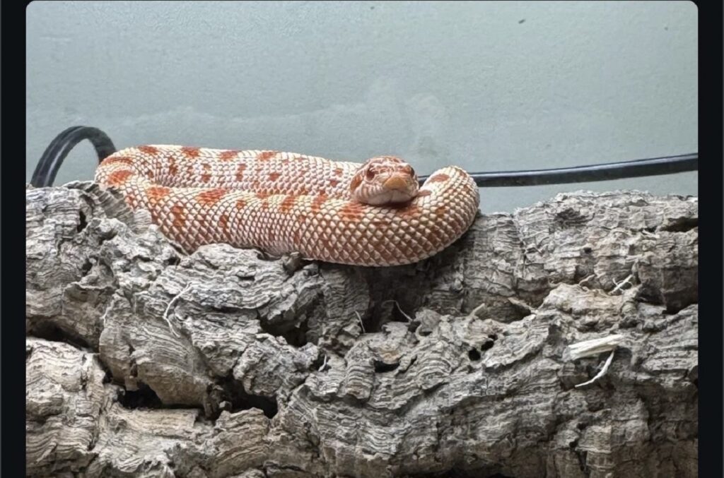 hognose snake