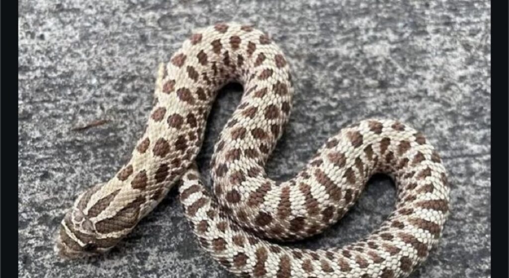 hognose snake.