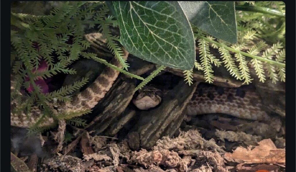 hognose snake
