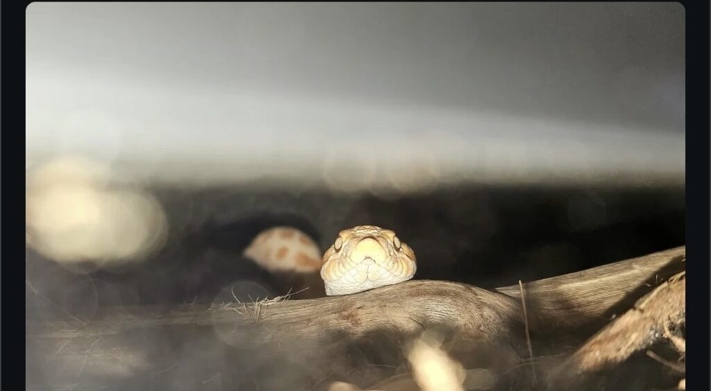 hognose snake