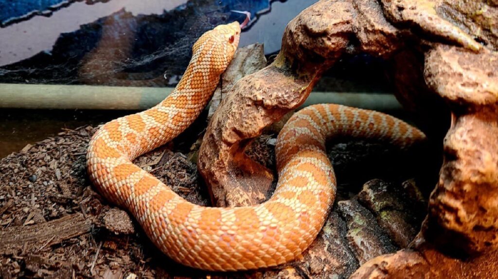 hognose snake