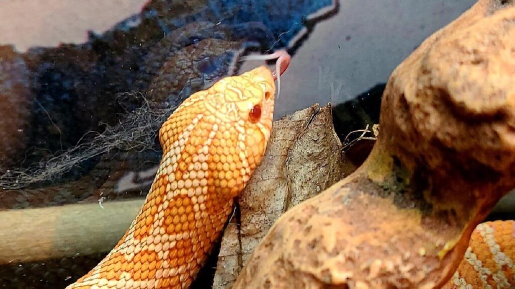 hognose snake