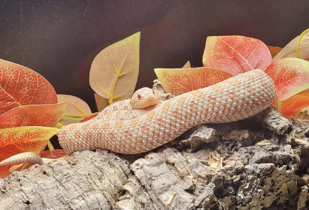 hognose snake