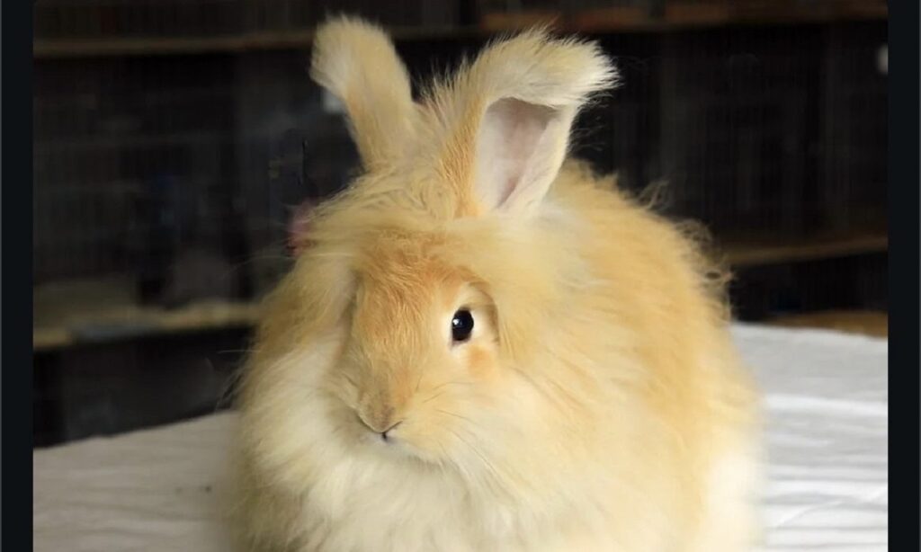 angora rabbit