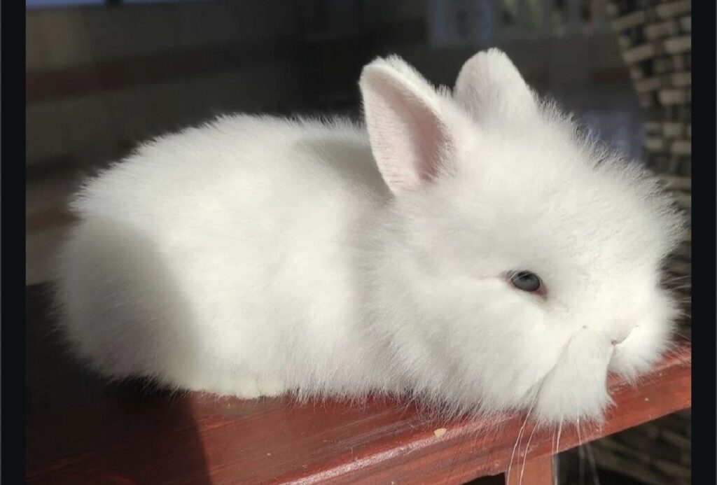 angora