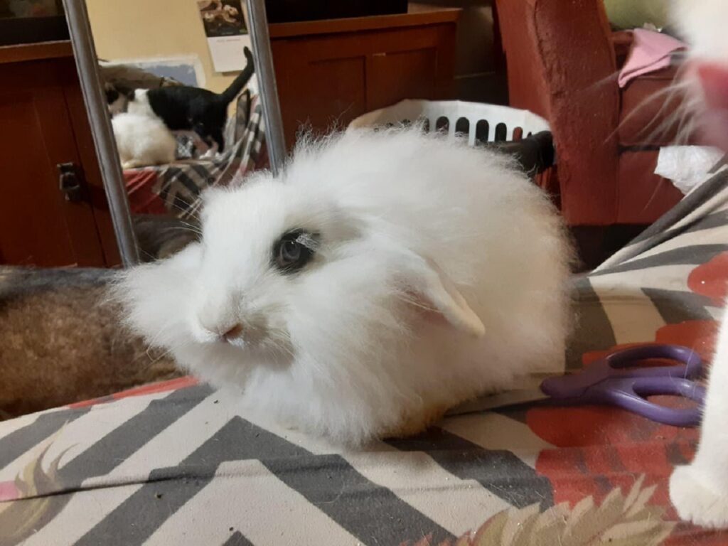 angora
