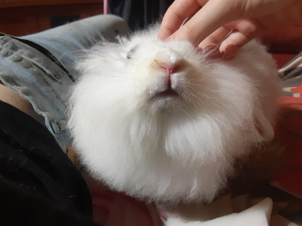 turkish angora