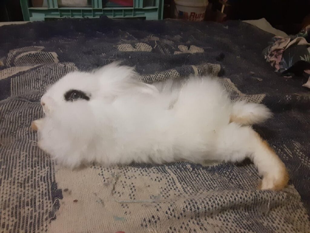angora