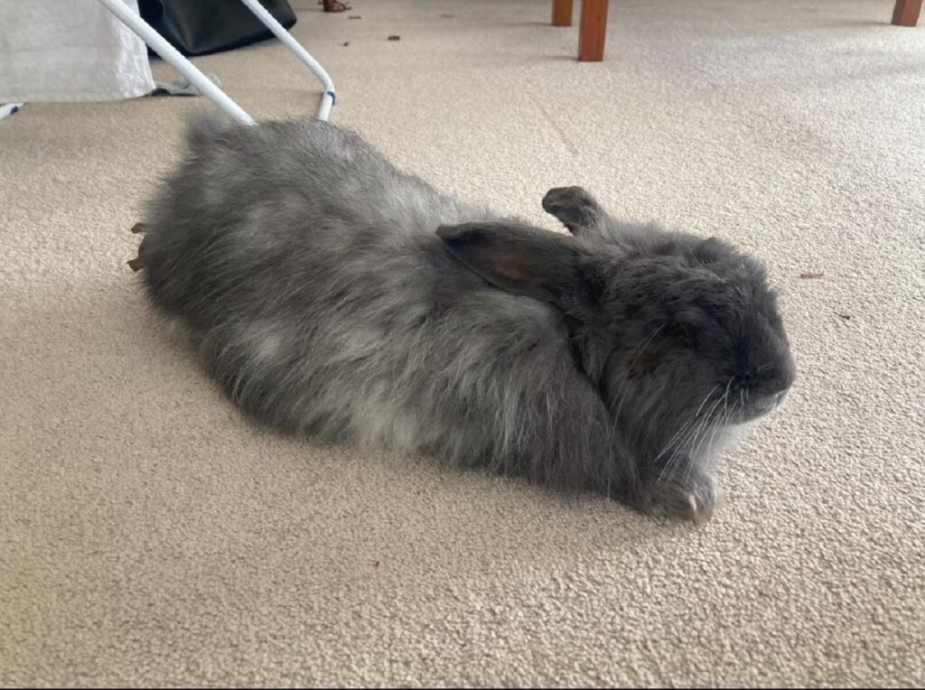 angora rabbit