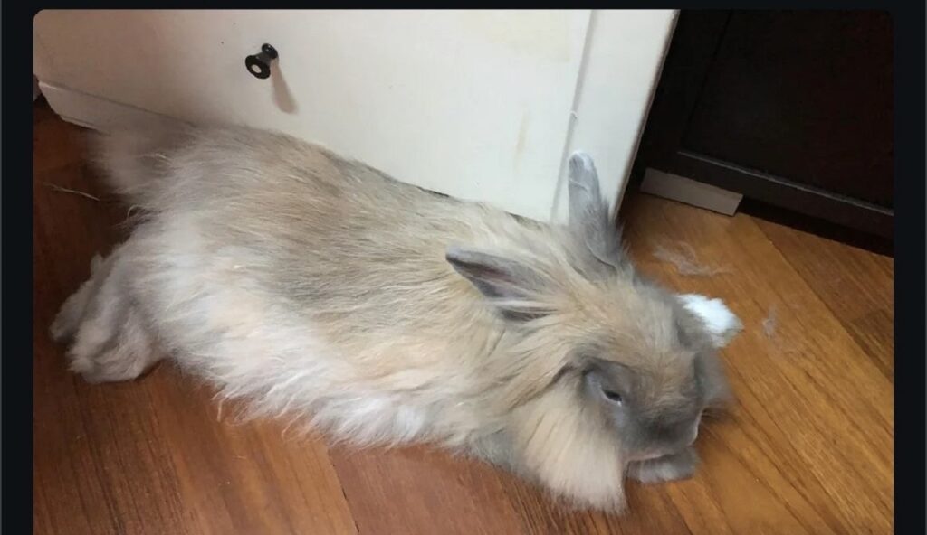 angora reddit