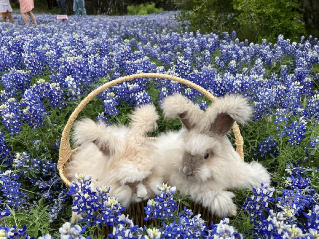 angora rabbit
