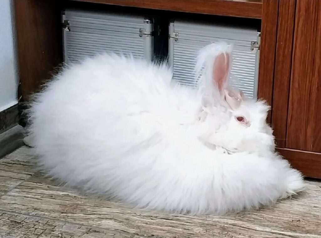 rabbit