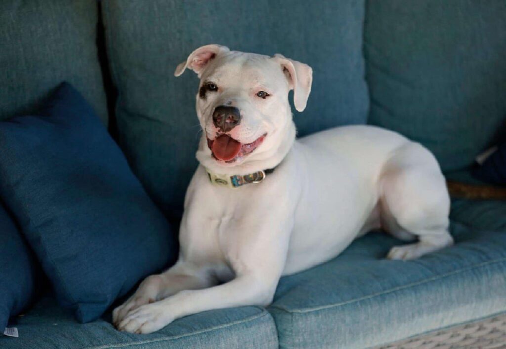 american pitbull