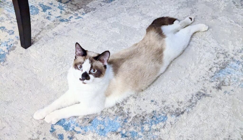 snowshoe cat