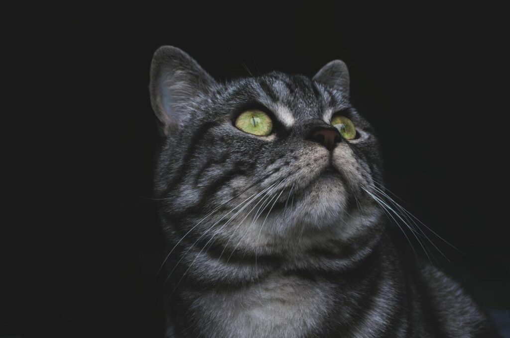 American Shorthair cat with mesmerizing green eyes.