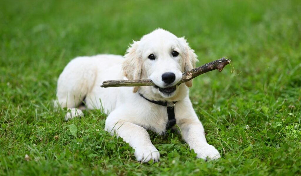 Golden Retriever with a stick