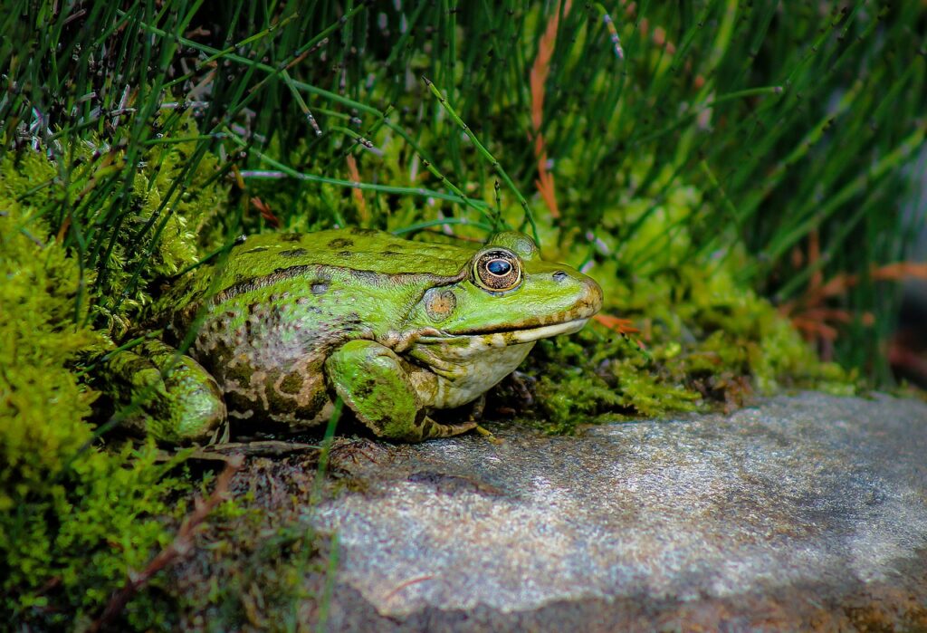Bullfrog