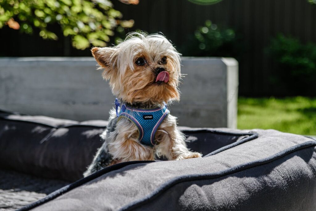 Yorkshire Terrier relaxing on a cushion backyard