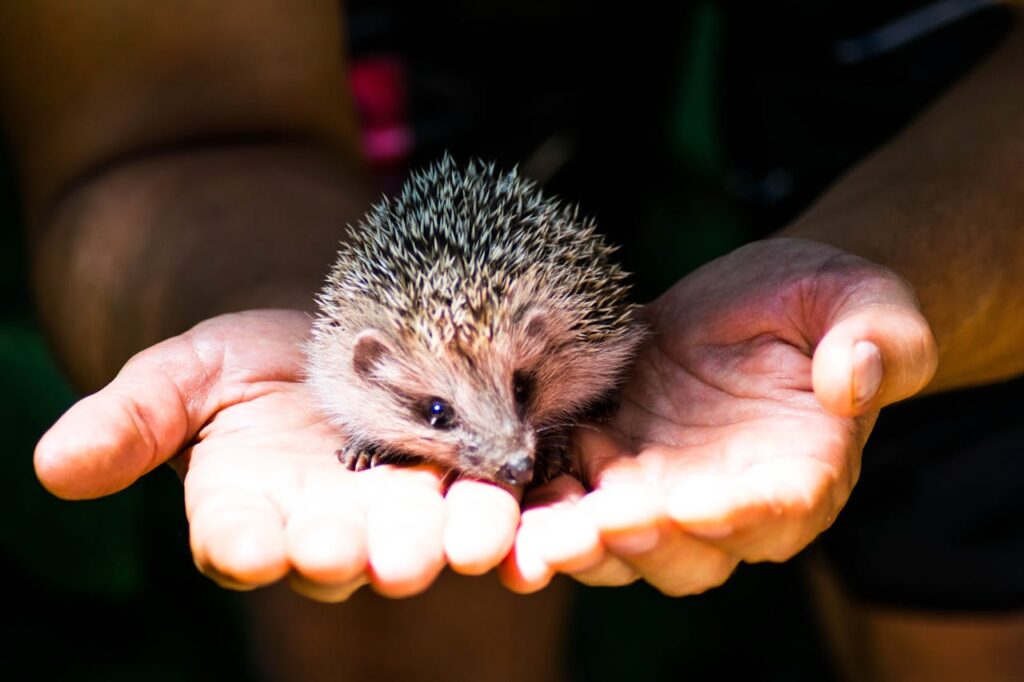 Tiny hedgehog resting in human hands