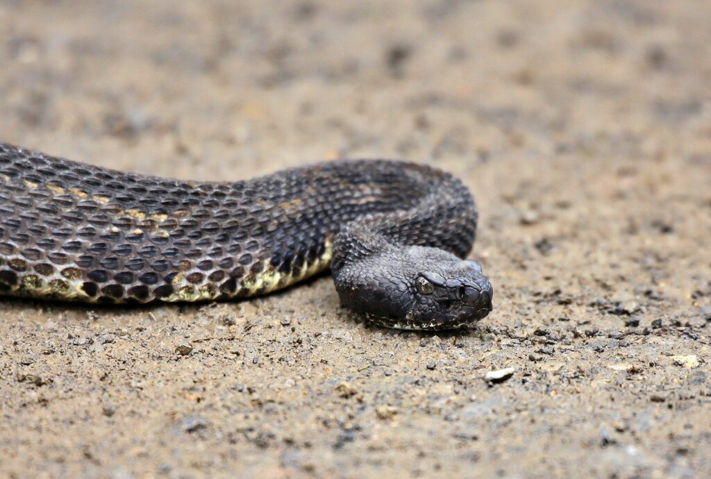 A Timber rattlesnake