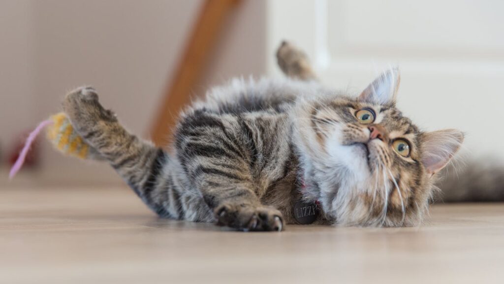 Maine Coon kitten playing with yellow toy mouse