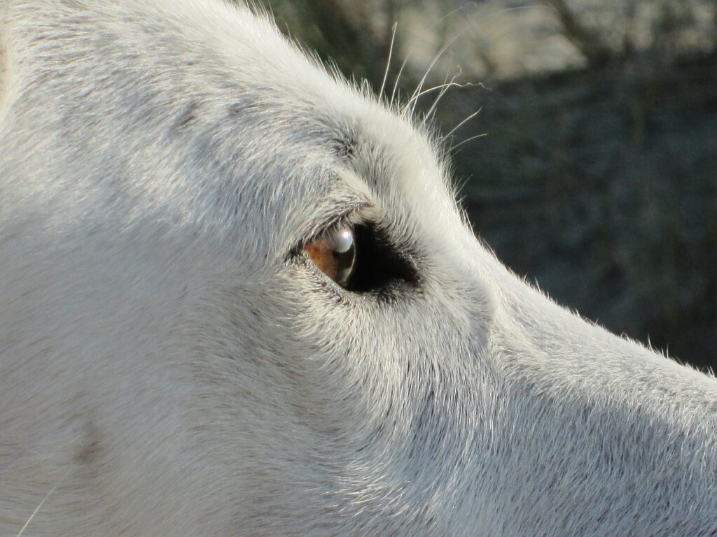 Closeup of the eyes of a White German Shepherd