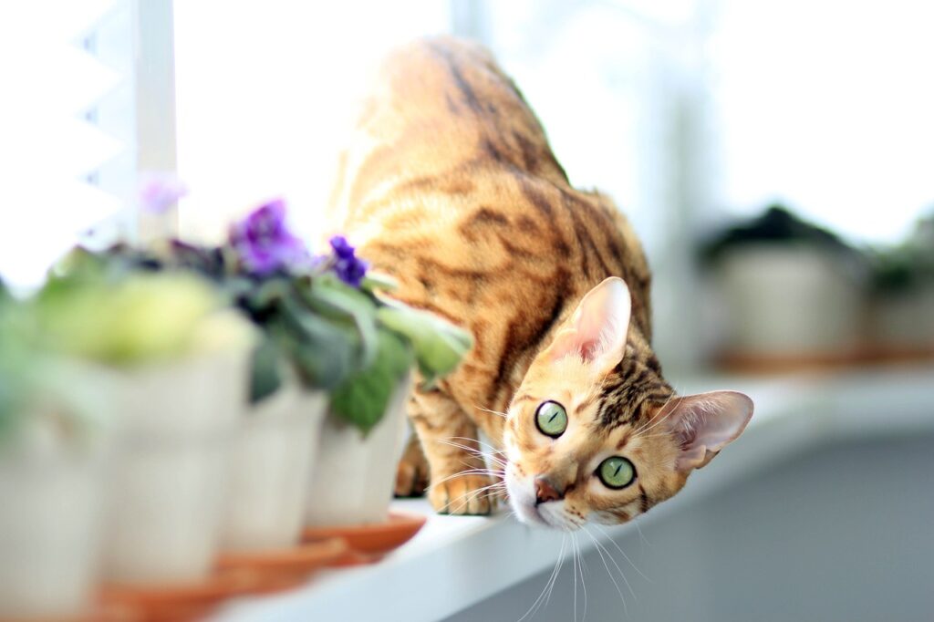 A Curious Bengal Cat