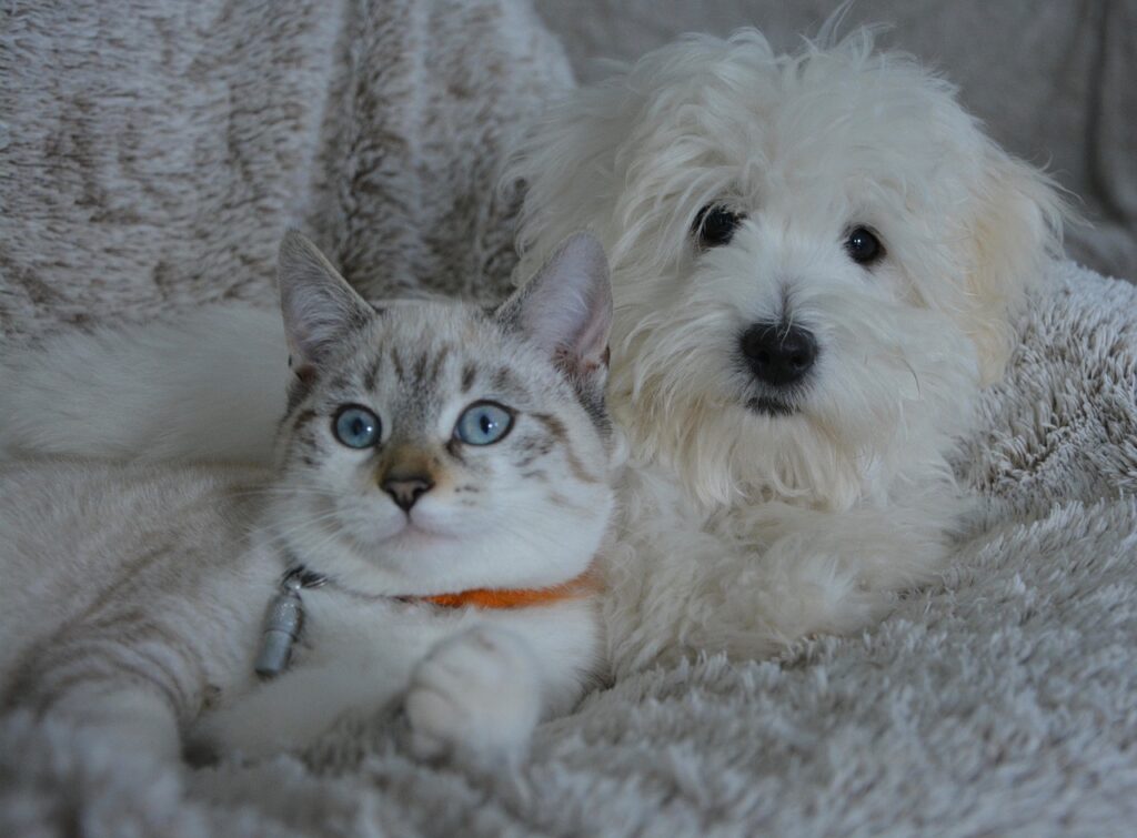  Dog chilling with cat