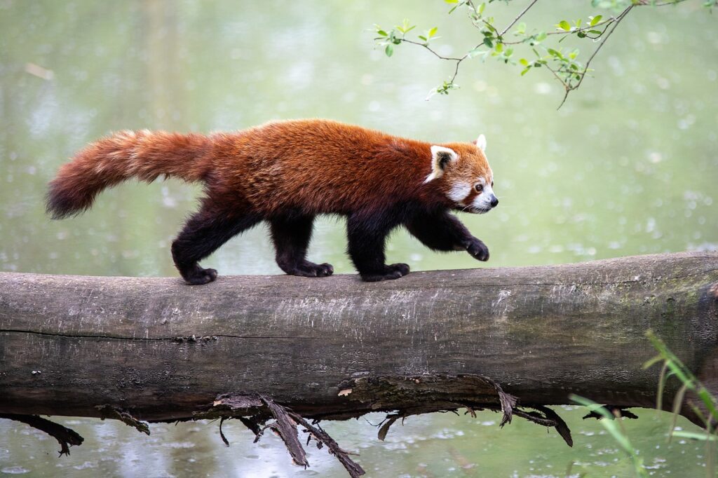 Red Panda in all its majesty